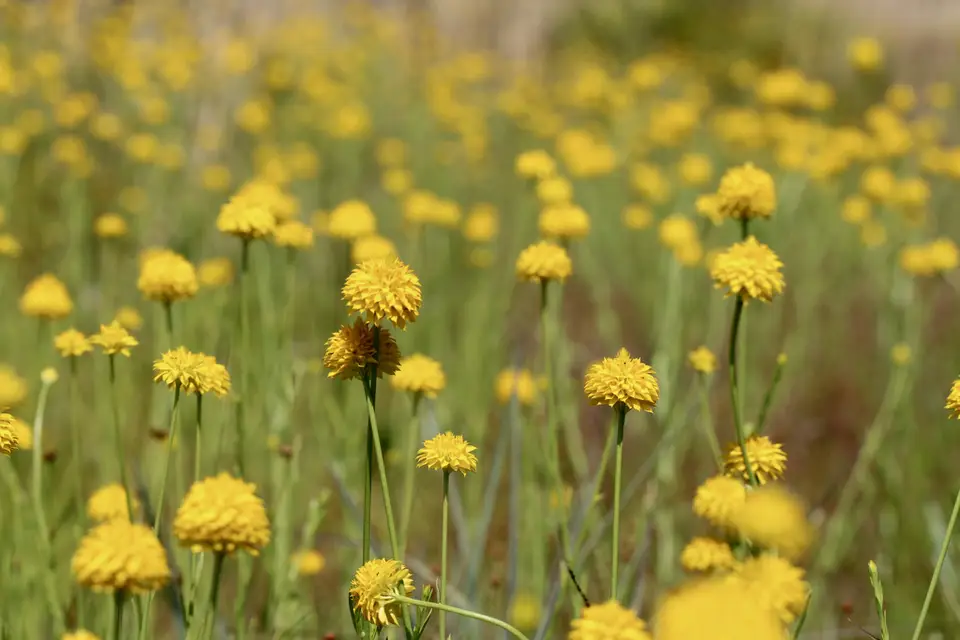 Yellow Bachelor's Button (Senega rugelii)