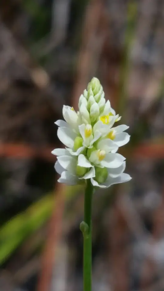 Coastal Plain Milkwort (Senega setacea)