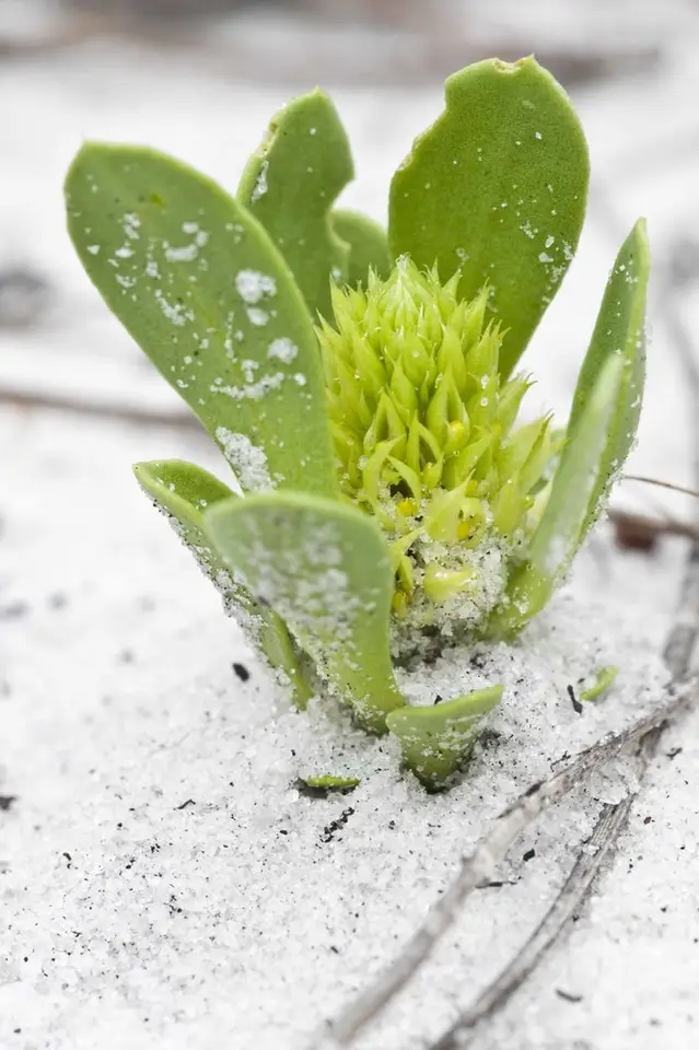 Tiny Milkwort (Senega smallii)