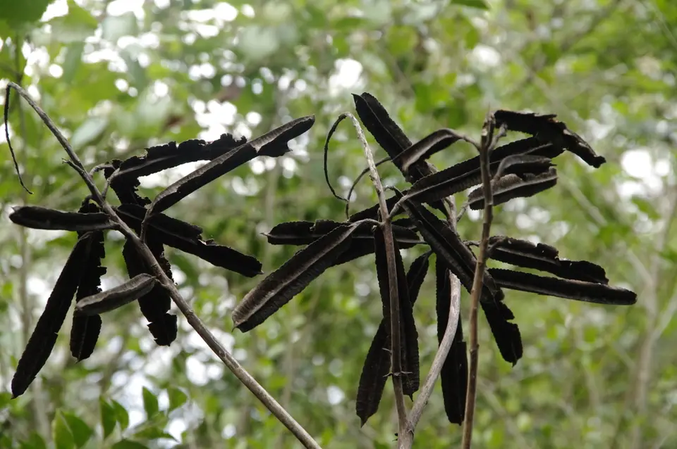 Candelabra Bush (Senna alata)