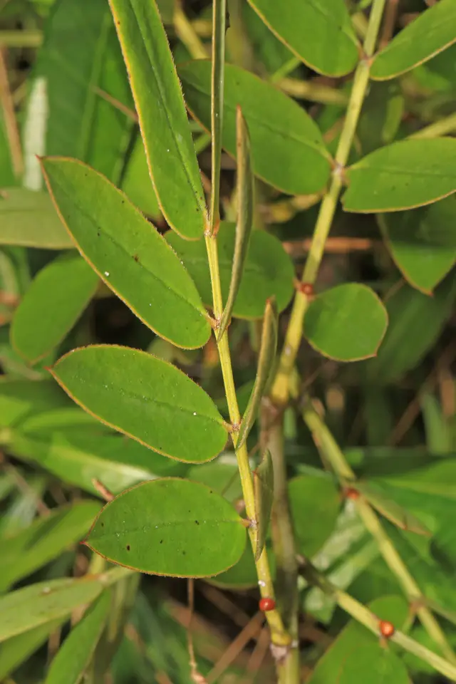 Chapman's Wild Sensitive Plant (Senna chapmanii)