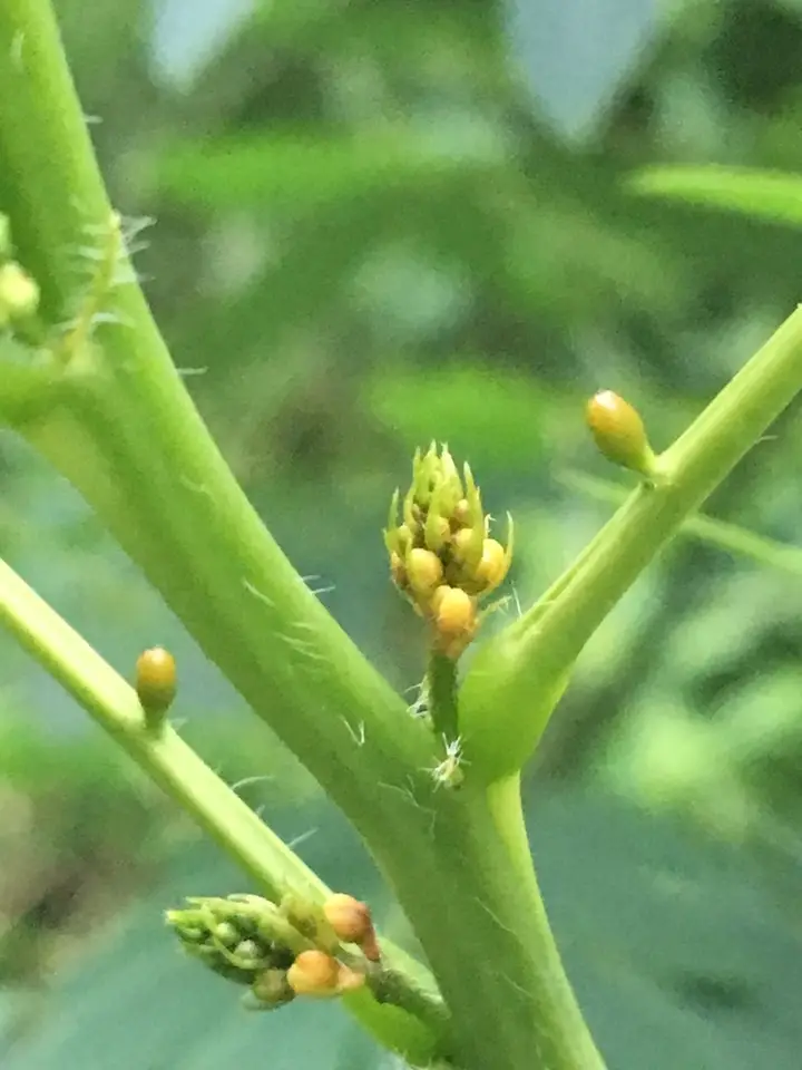 American Senna (Senna hebecarpa)