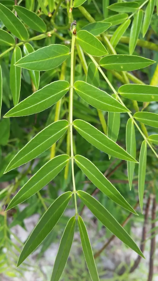 Privet Senna (Senna ligustrina)