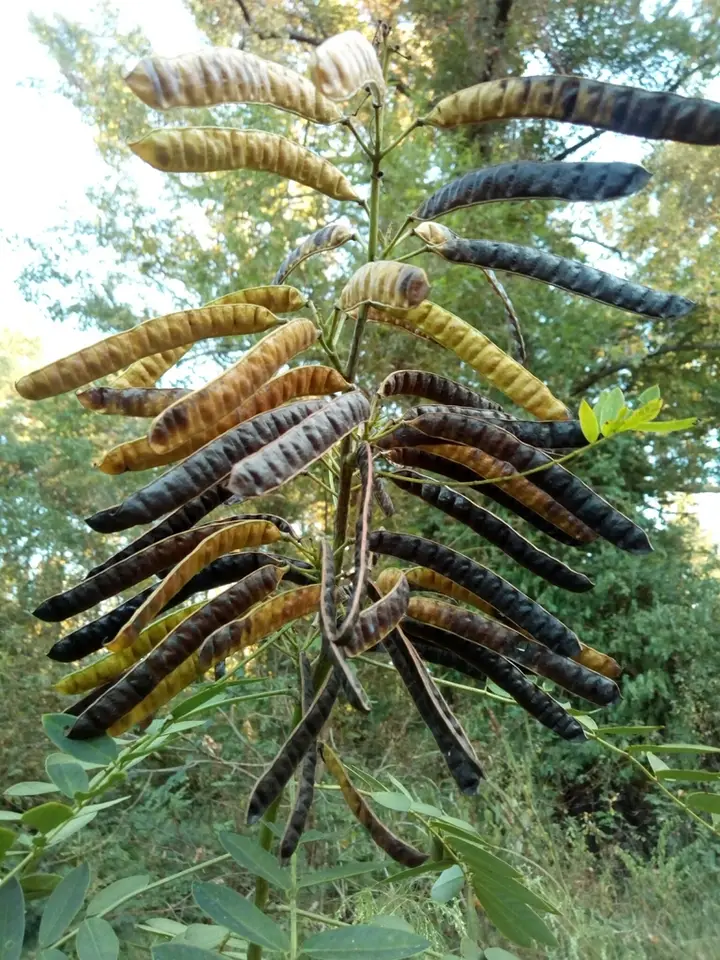 Maryland Senna (Senna marilandica)