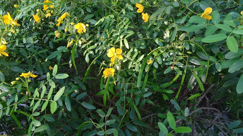 Mexican Senna (Senna mexicana)