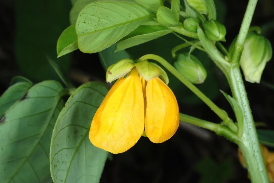American Sicklepod (Senna obtusifolia)