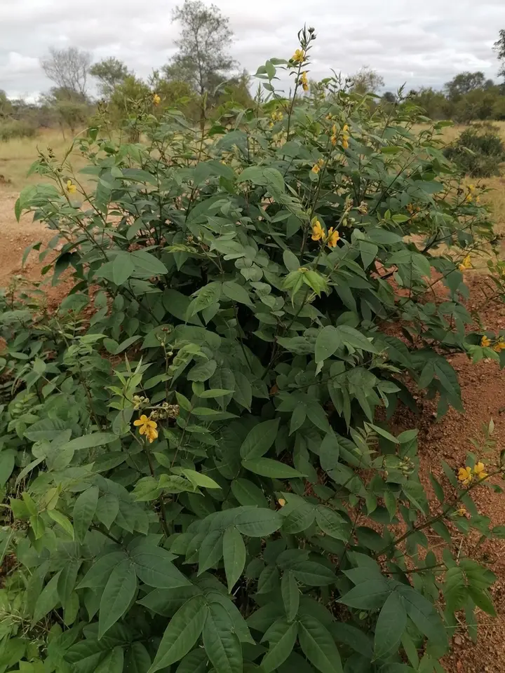 Coffee Senna (Senna occidentalis)