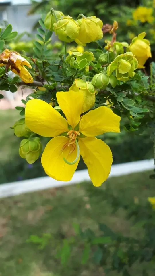 Desert Senna (Senna polyphylla)