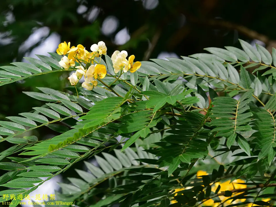 Whitebark Senna (Senna spectabilis)