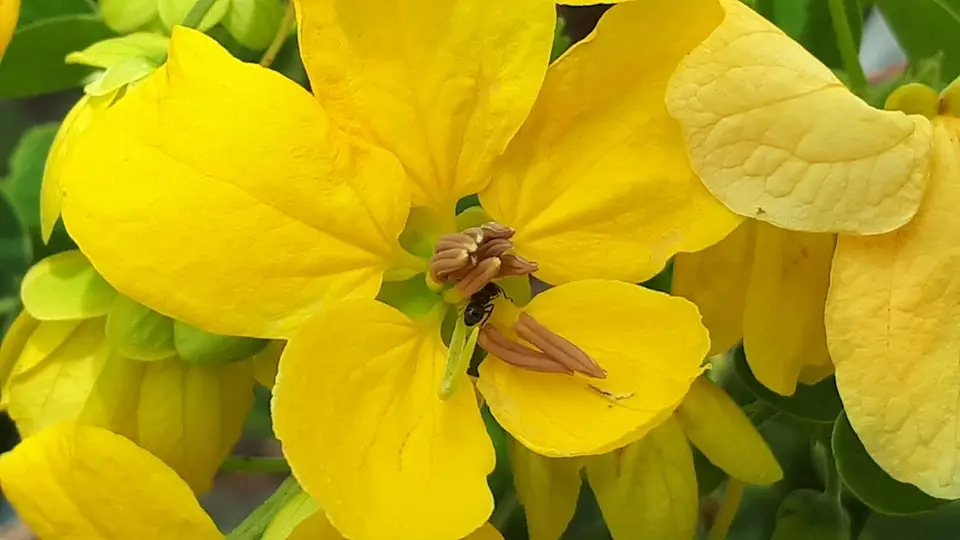 Sunshine Tree (Senna surattensis)