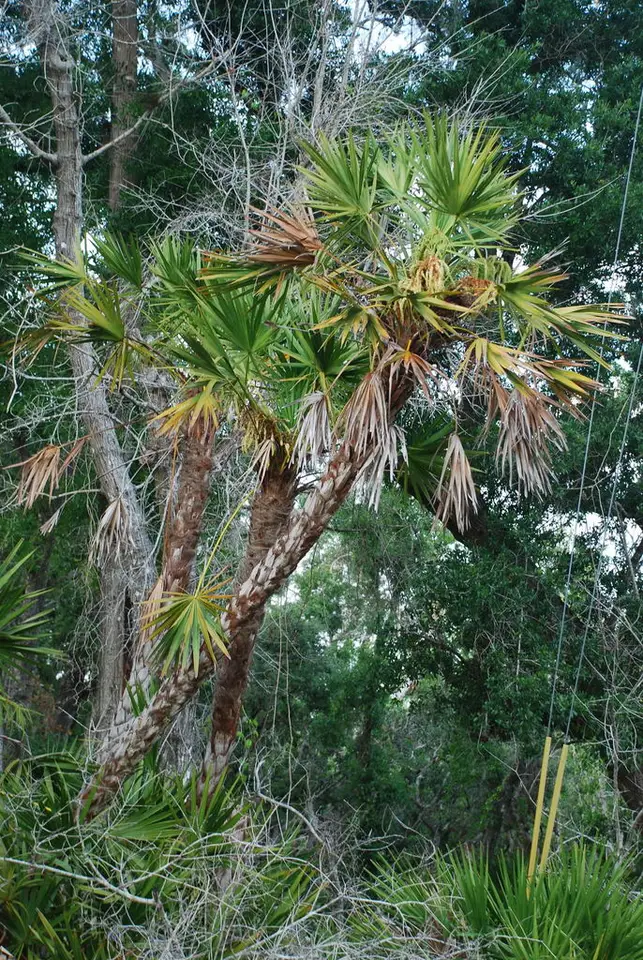 Saw Palmetto (Serenoa repens)
