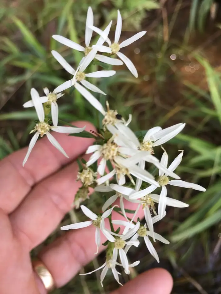 Narrowleaf Whitetop Aster (Sericocarpus linifolius)