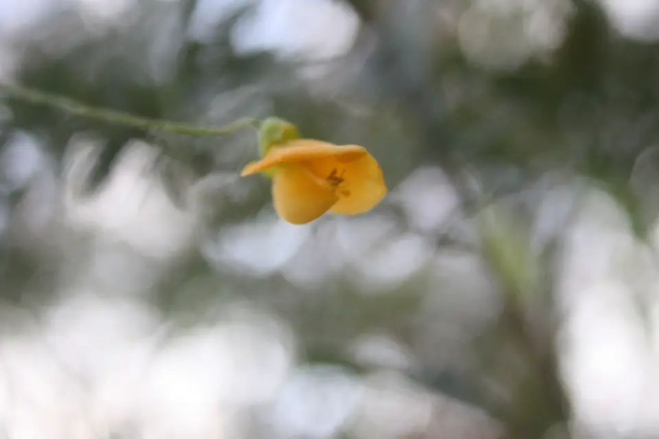 Rattlebush (Sesbania drummondii)