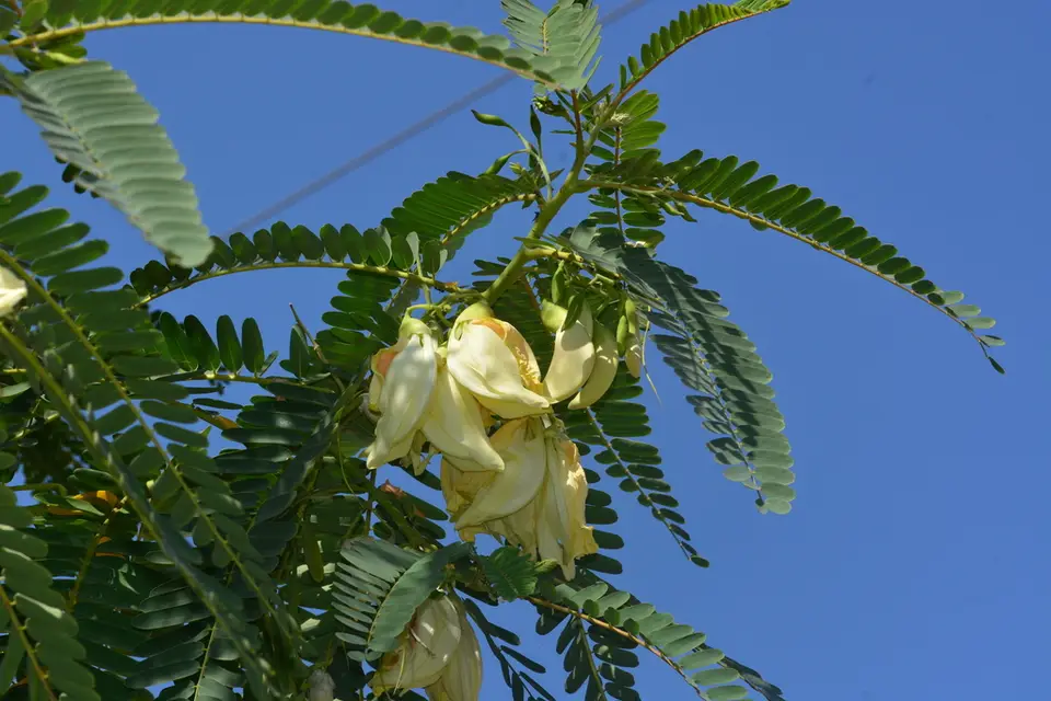 Agati (Sesbania grandiflora)