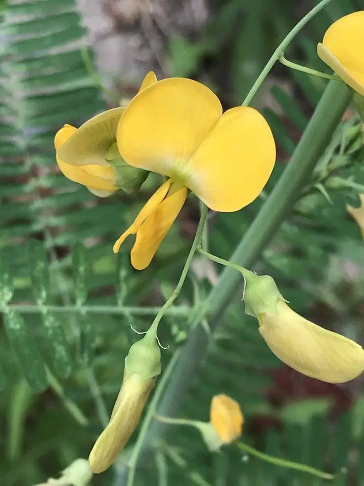 Bigpod Sesbania (Sesbania herbacea)