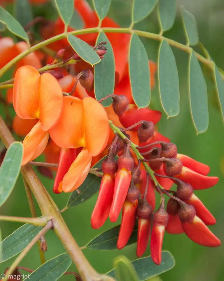 Scarlet Sesbane (Sesbania punicea)