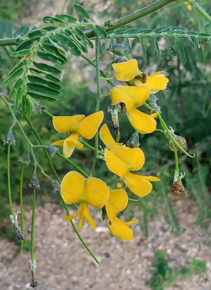 Sesbania sericea (Sesbania sericea)
