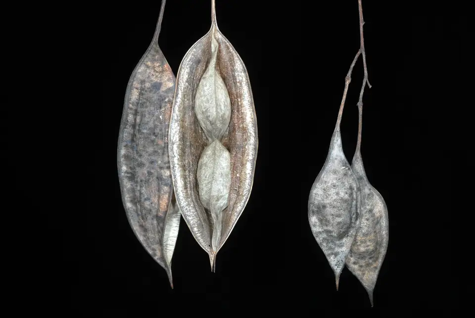 Bladder Pod (Sesbania vesicaria)