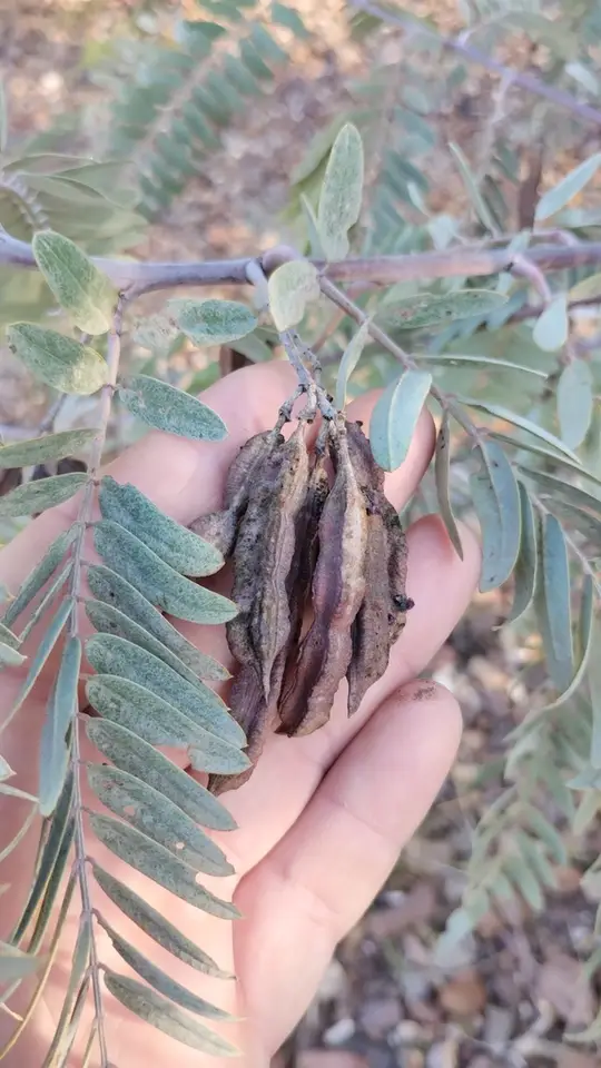 Wand Riverhemp (Sesbania virgata)