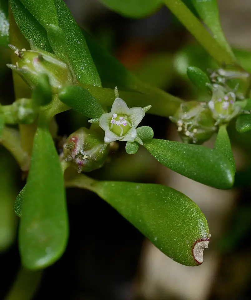 Annual Sea-Purslane (Sesuvium maritimum)