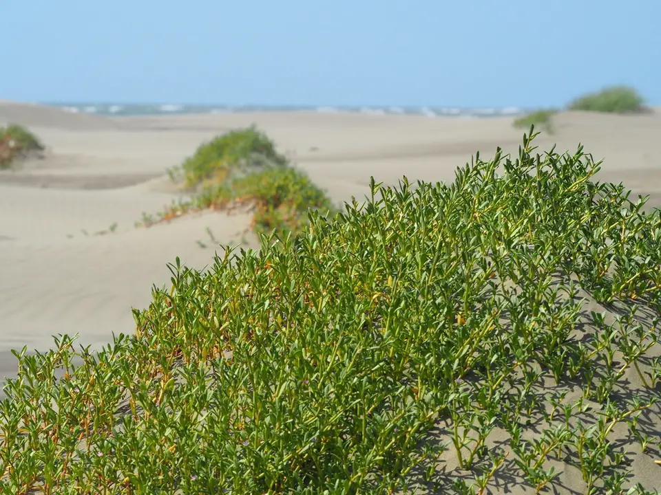 Sea Purslane (Sesuvium portulacastrum)
