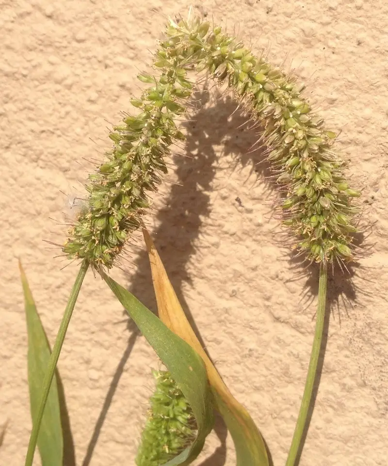 Bur Bristle Grass (Setaria adhaerens)