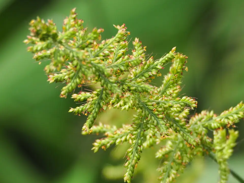 East Indian Bristlegrass (Setaria barbata)