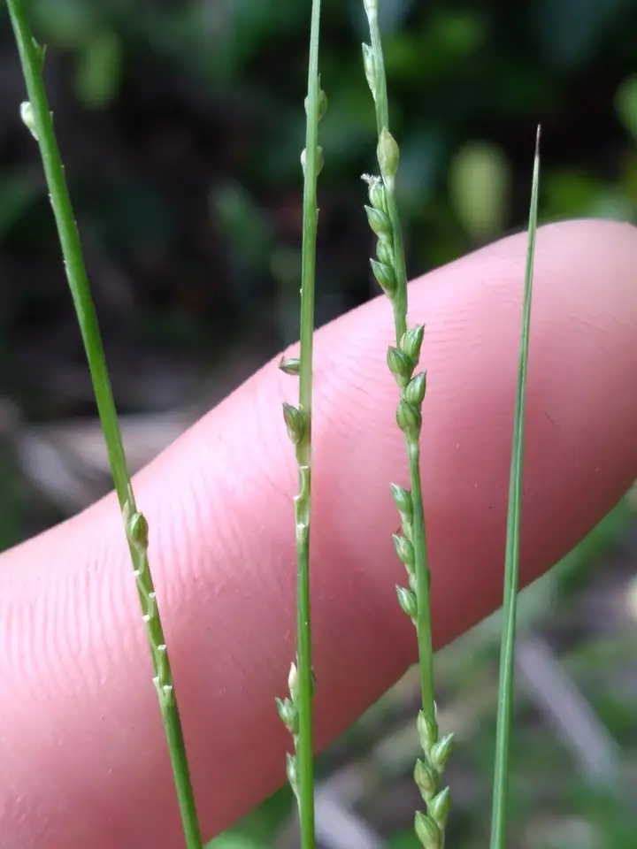 Setaria chapmanii (Setaria chapmanii)