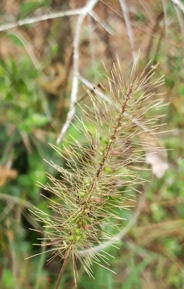 Coastal Bristlegrass (Setaria corrugata)
