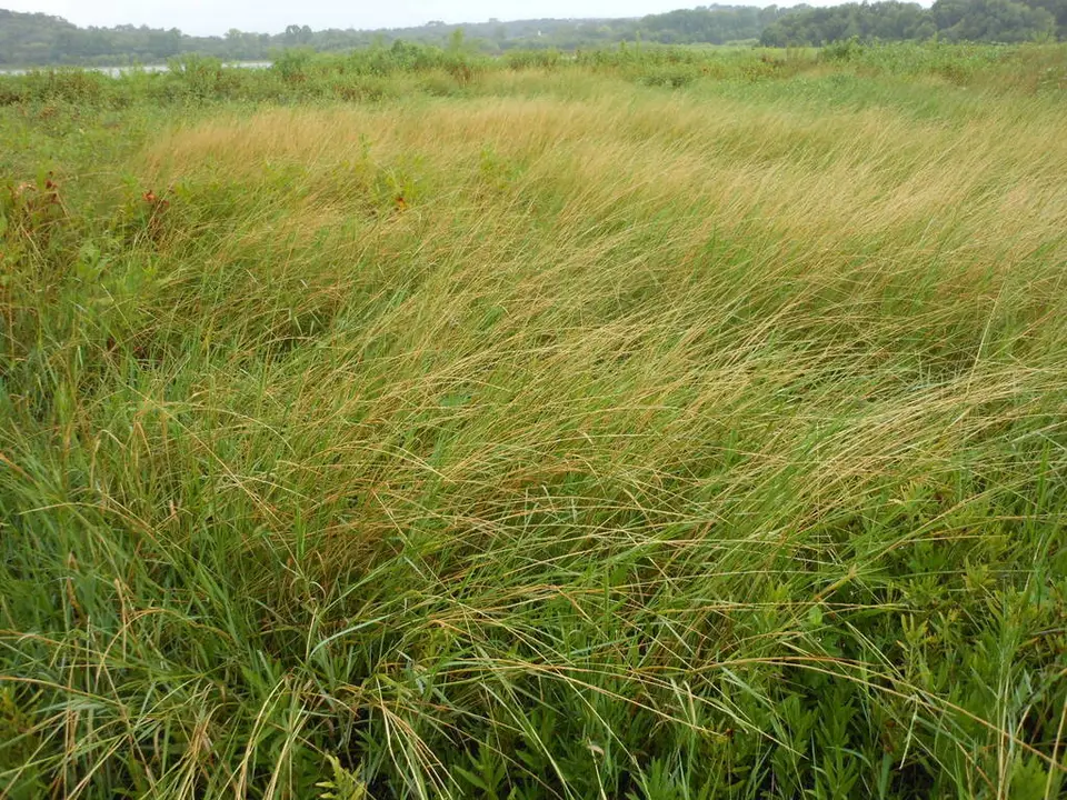 Egyptian Panicgrass (Setaria geminata)
