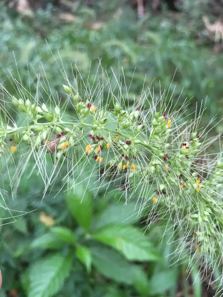 Coral Bristlegrass (Setaria macrosperma)