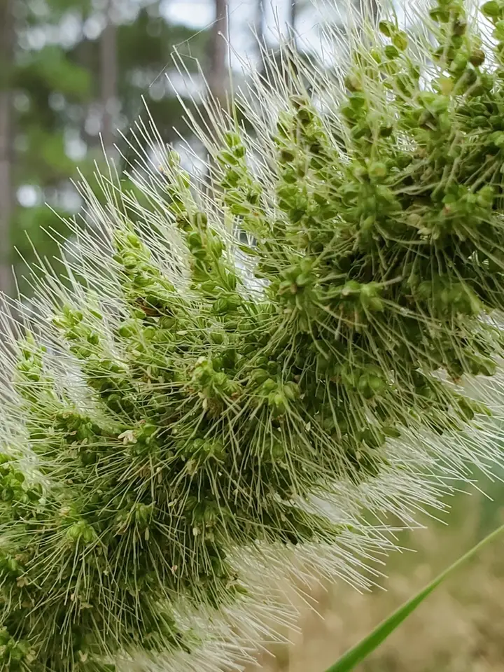 Giant Bristlegrass (Setaria magna)
