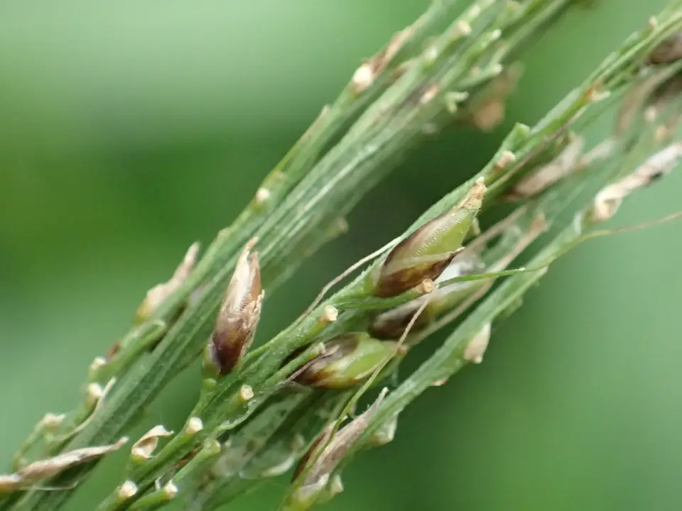 Palmgrass (Setaria palmifolia)