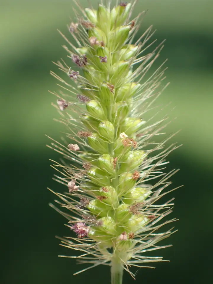 Knotroot Bristlegrass (Setaria parviflora)