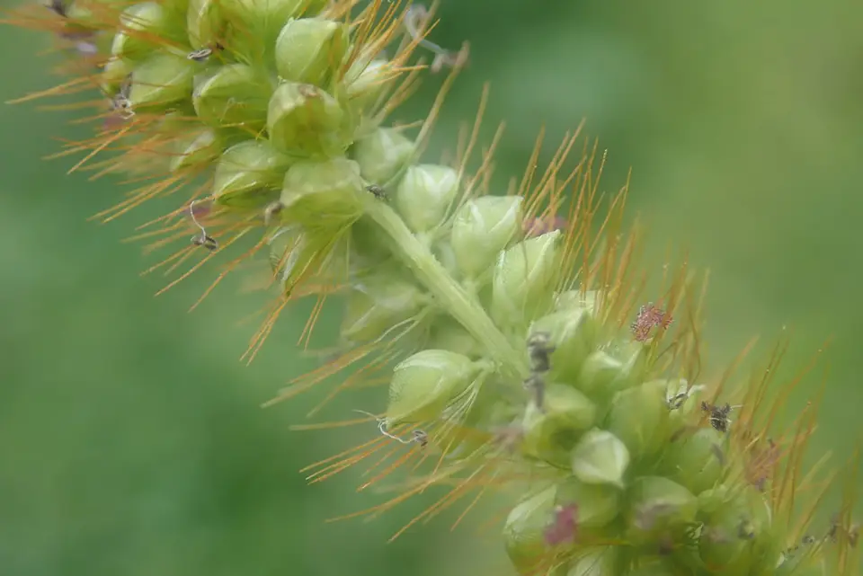 Yellow Foxtail (Setaria pumila)