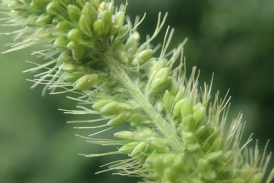 Green Bristle Grass (Setaria viridis)