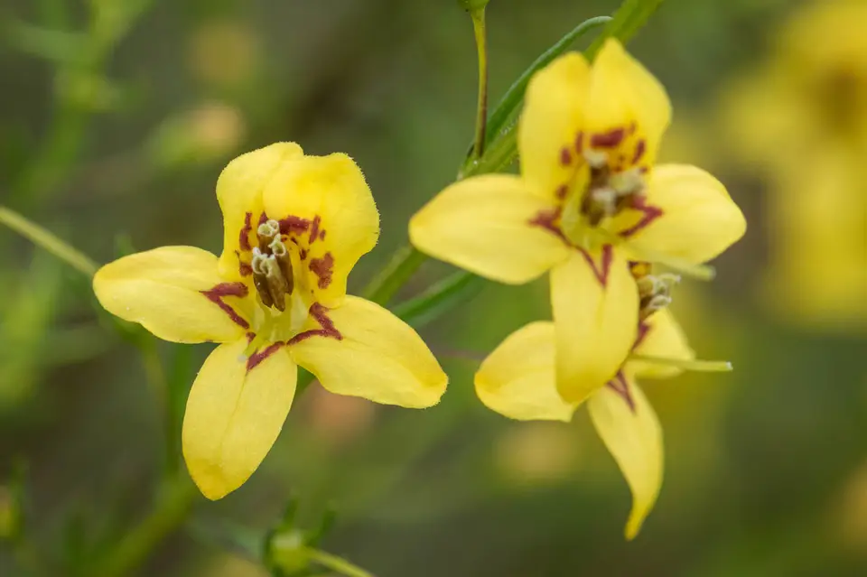 Yaupon Blacksenna (Seymeria cassioides)