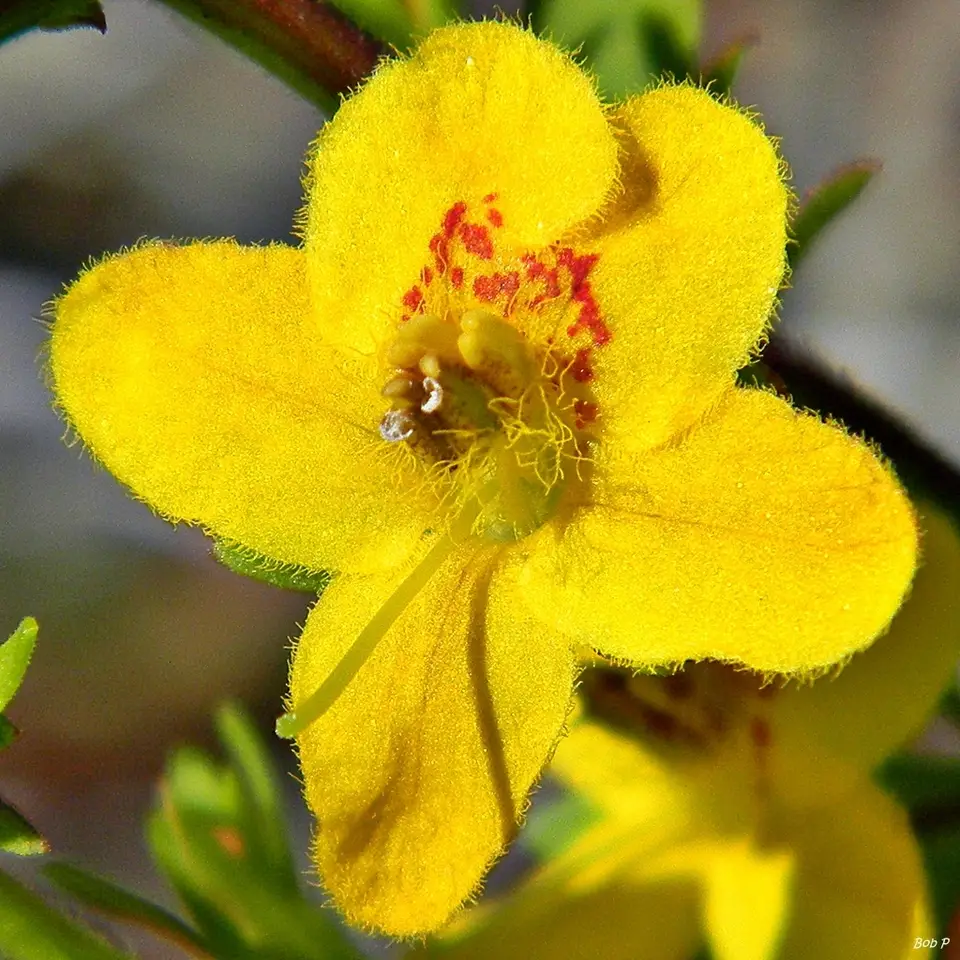 Combleaf Blacksenna (Seymeria pectinata)