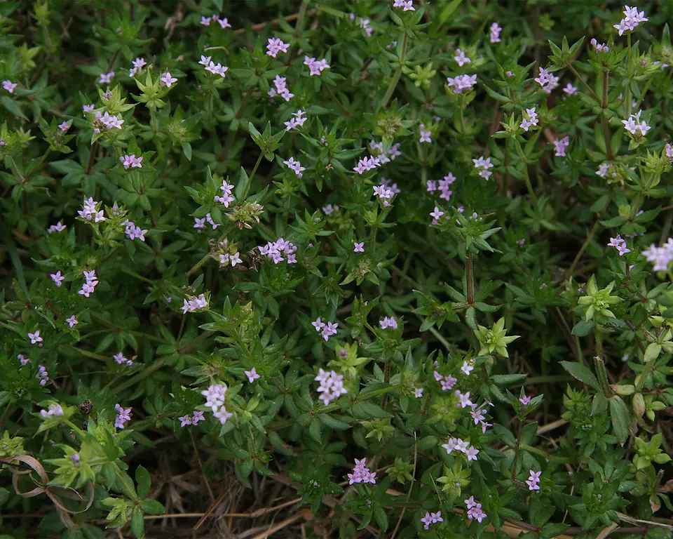 Field Madder (Sherardia arvensis)