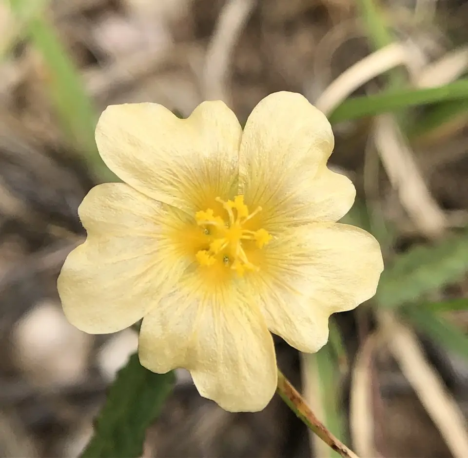 Spreading Sida (Sida abutilifolia)