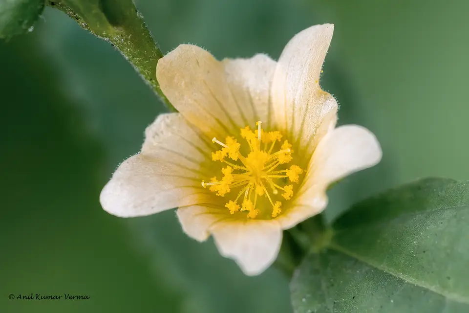 Spinyhead Sida (Sida acuta)
