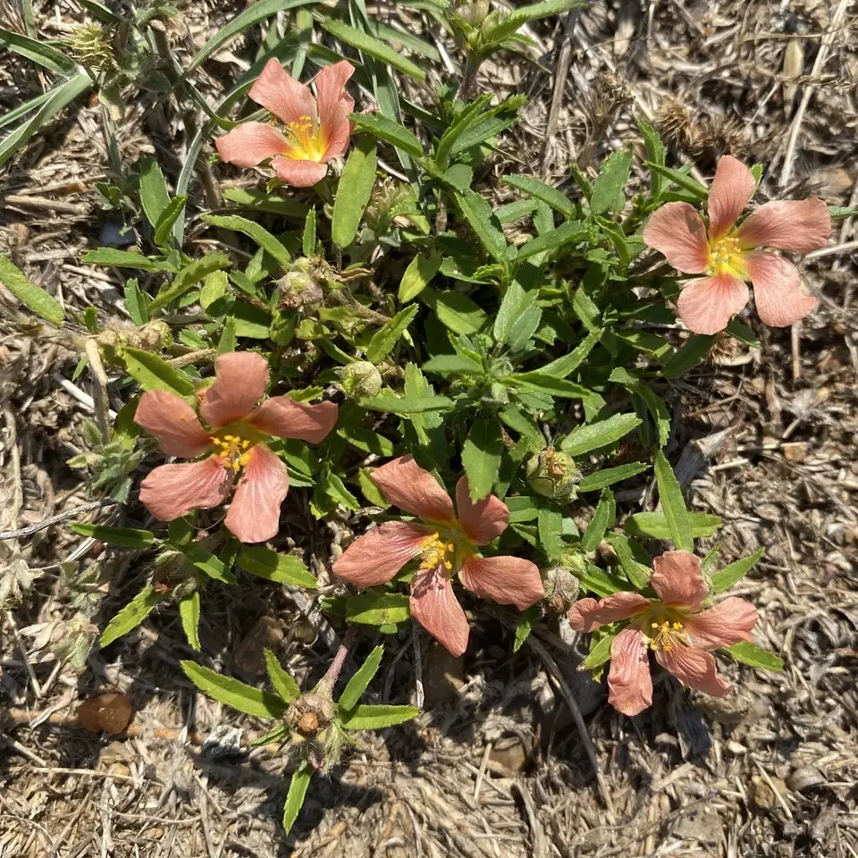 Bracted Fanpetals (Sida ciliaris)