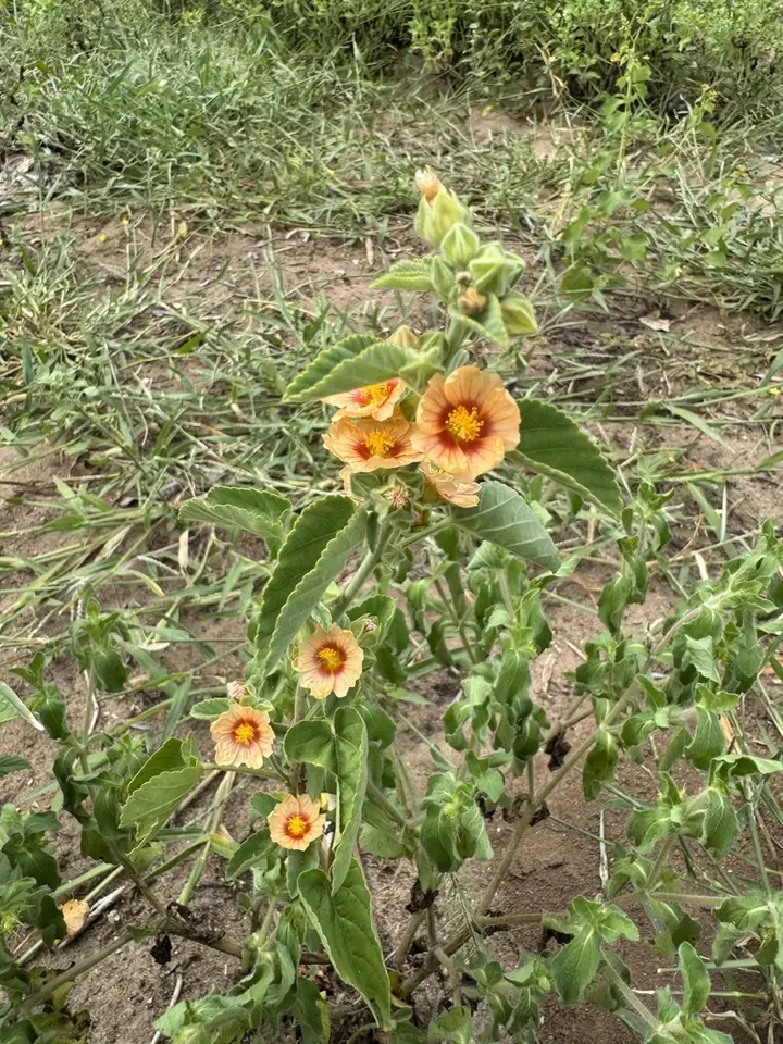Flannel Weed (Sida cordifolia)