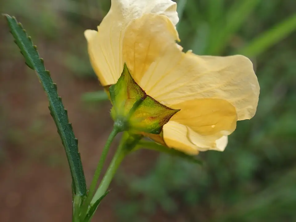 Elliott's Sida (Sida elliottii)