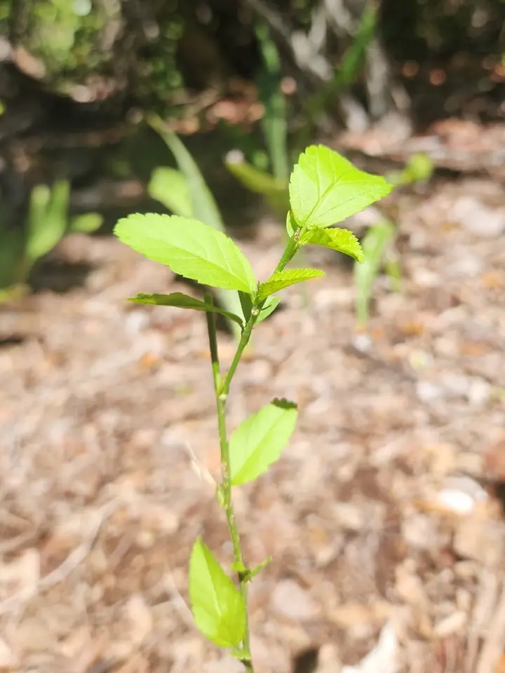 Florida Sida (Sida littoralis)