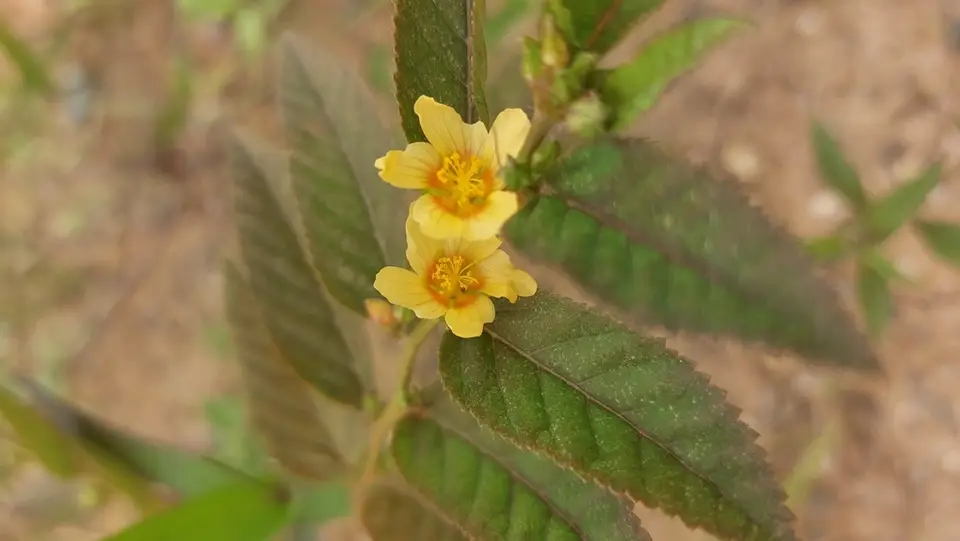 Flatstem Sida (Sida planicaulis)