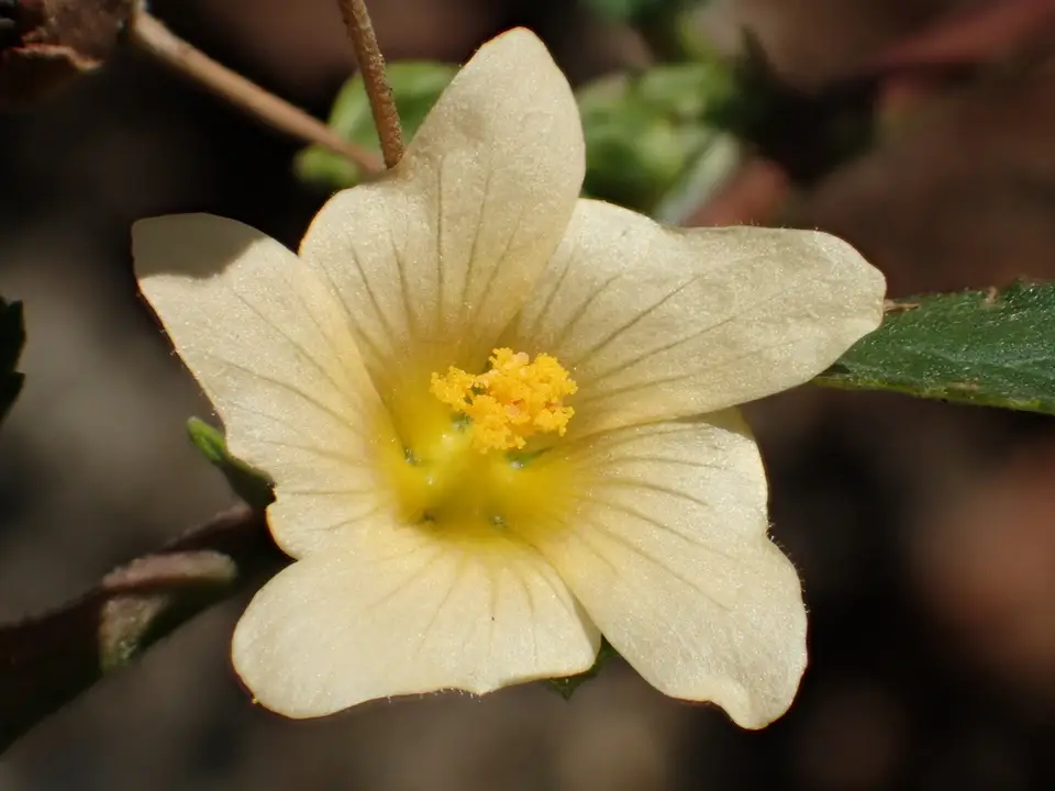 Cuban Jute (Sida rhombifolia)