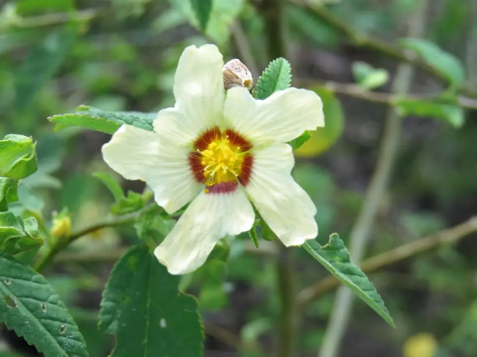Moth Fanpetals (Sida santaremensis)