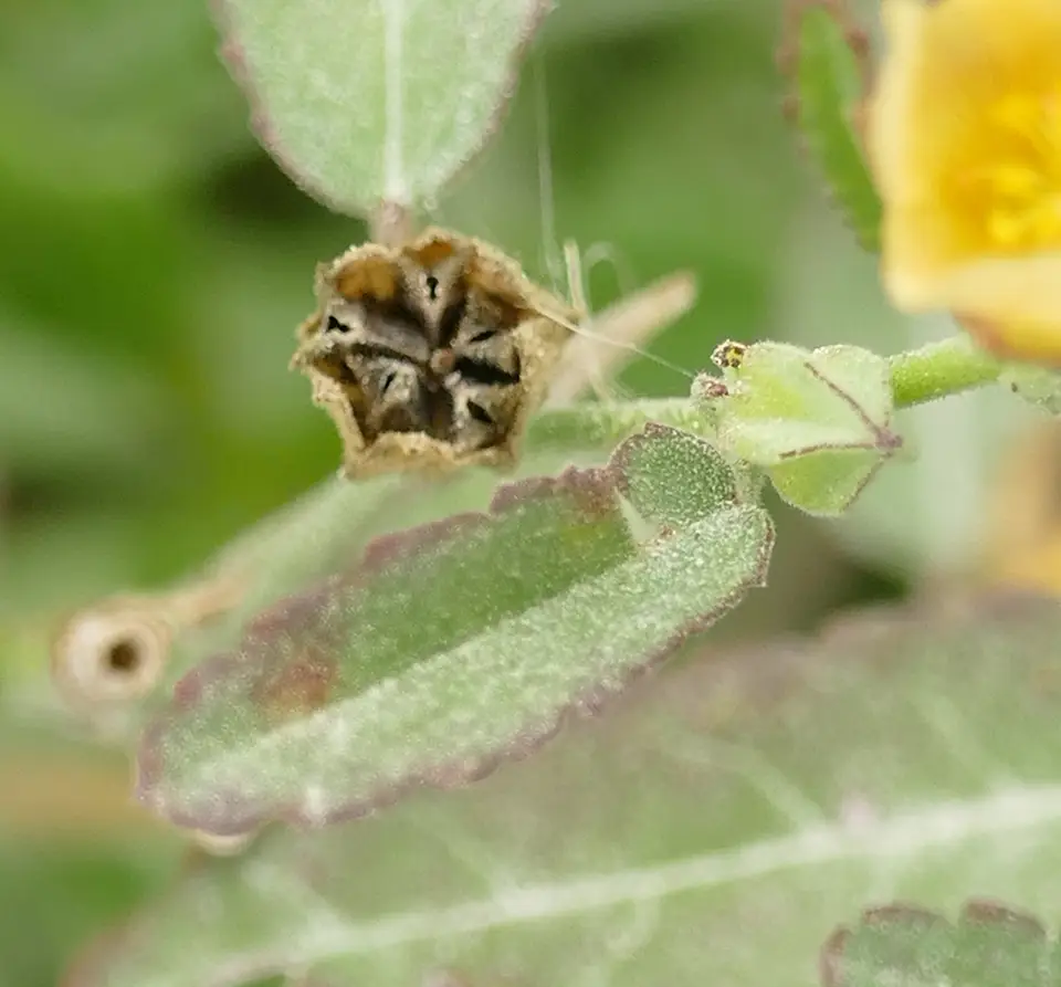 Prickly Fanpetals (Sida spinosa)
