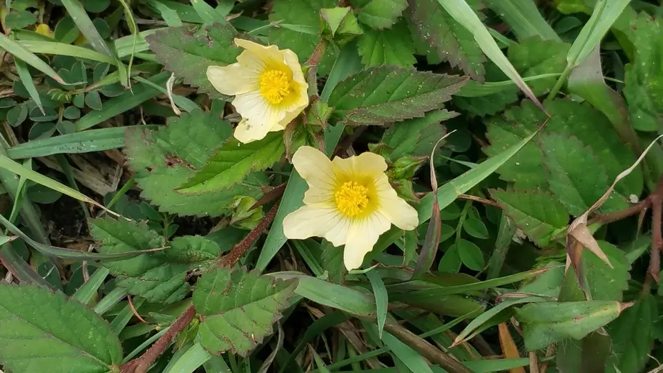 Common Fanpetals (Sida ulmifolia)
